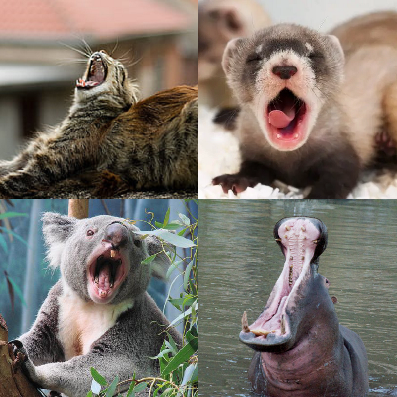 Random image of animals yawning