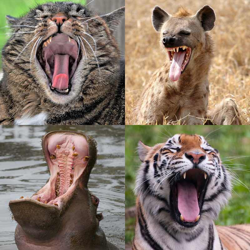 Random image of animals yawning
