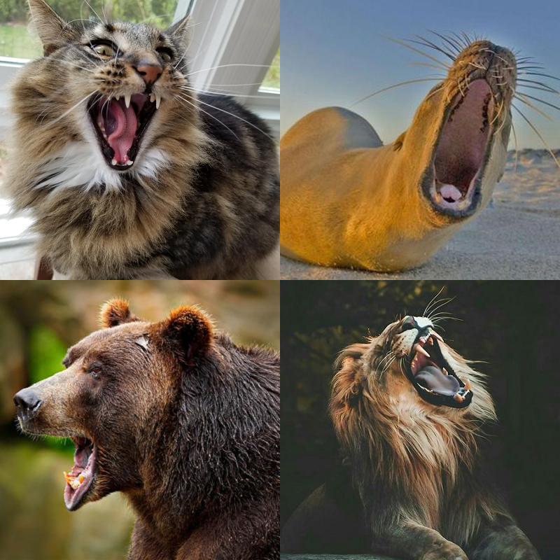 Random image of animals yawning