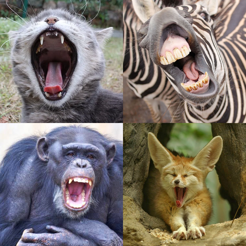 Random image of animals yawning