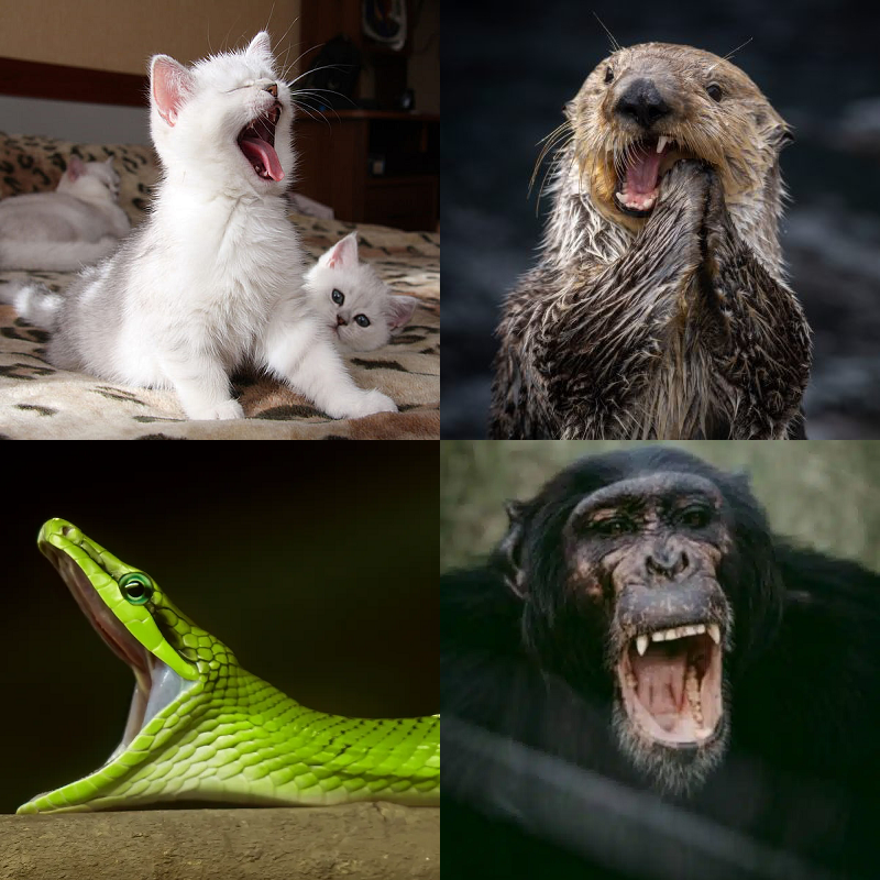 Random image of animals yawning