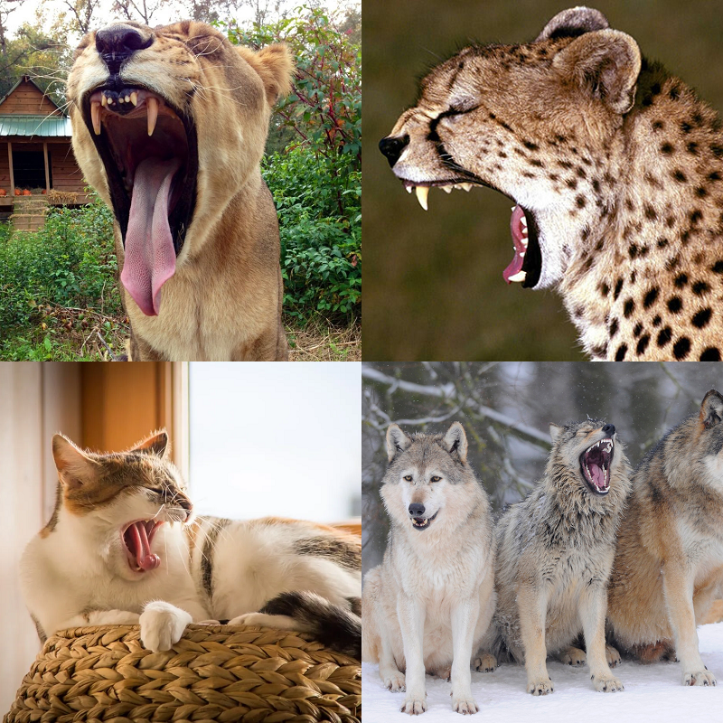 Random image of animals yawning