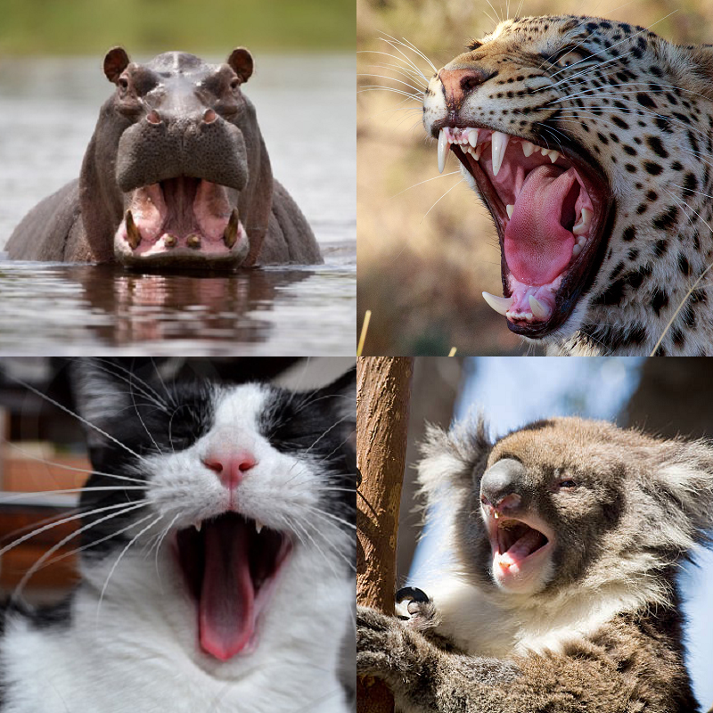 Random image of animals yawning