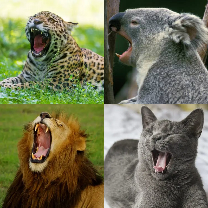 Random image of animals yawning