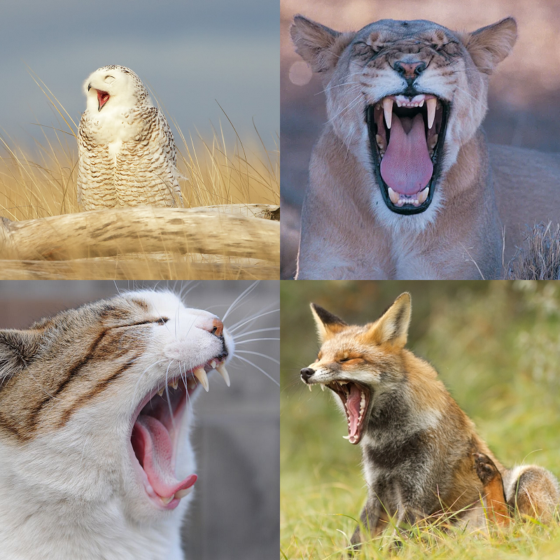 Random image of animals yawning