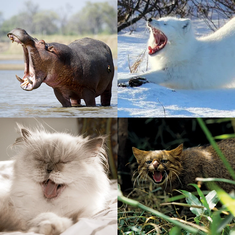Random image of animals yawning