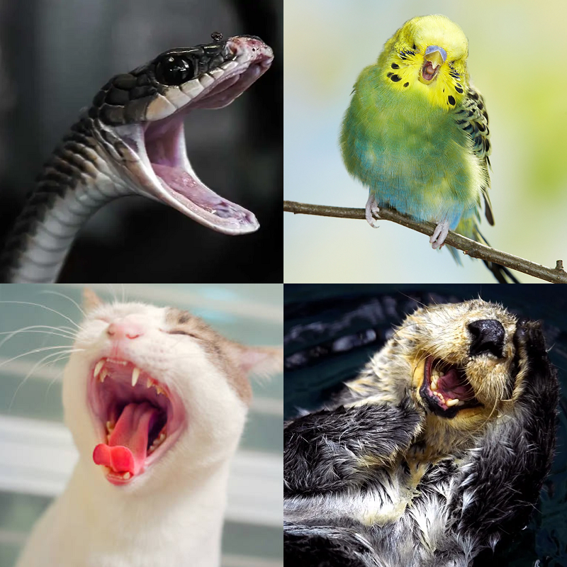 Random image of animals yawning