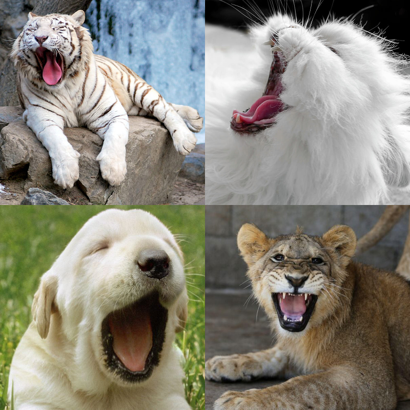 Random image of animals yawning