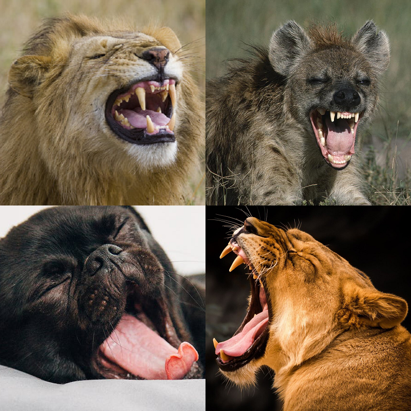 Random image of animals yawning