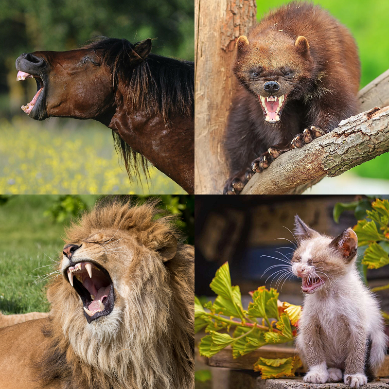 Random image of animals yawning