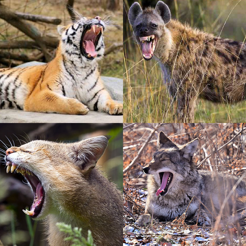 Random image of animals yawning
