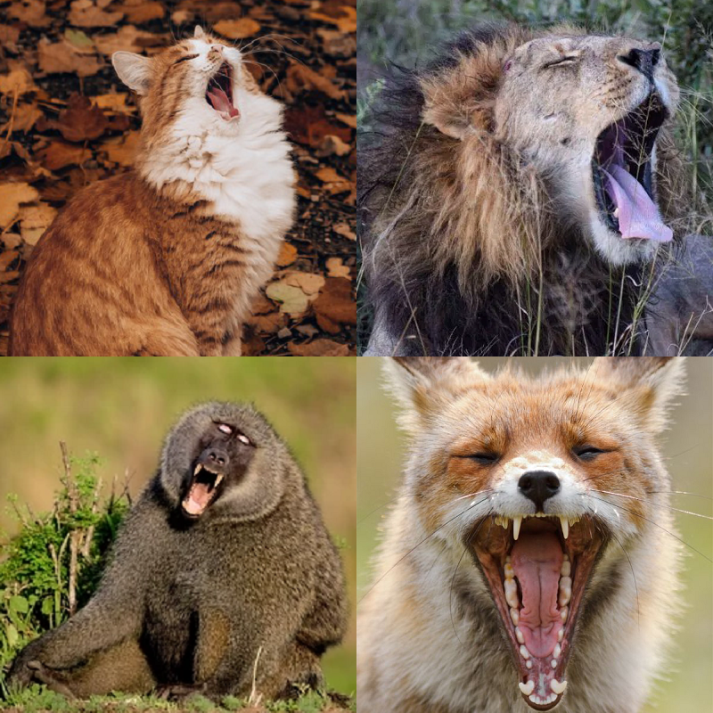 Random image of animals yawning