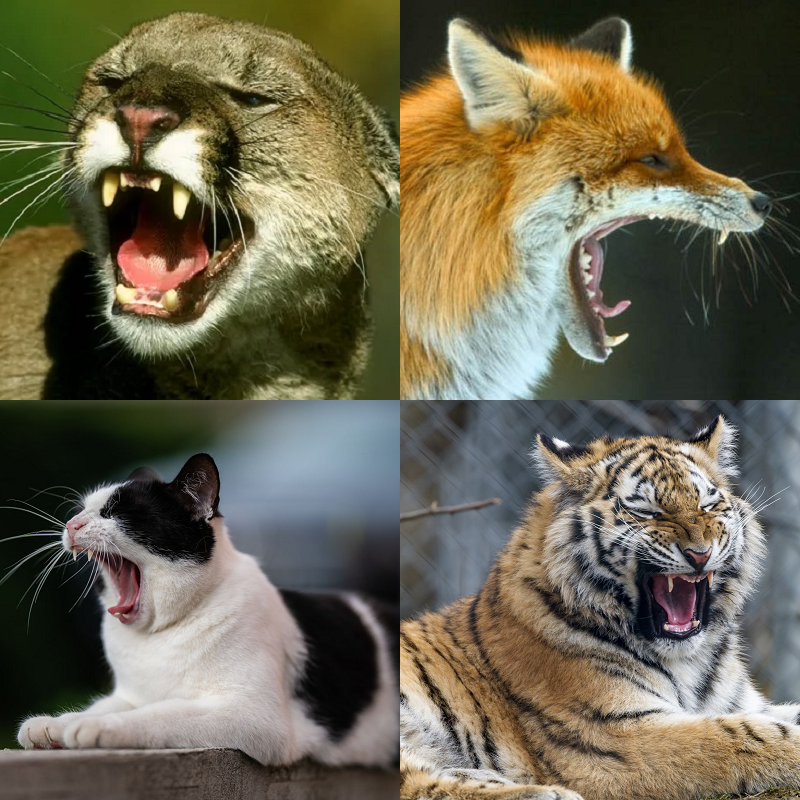 Random image of animals yawning
