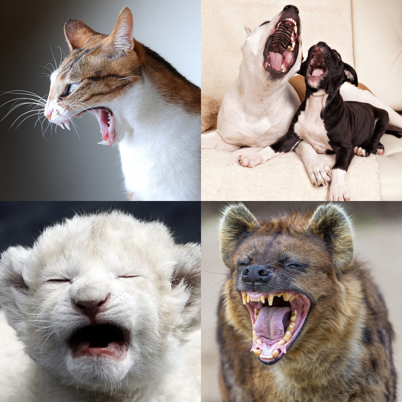 Random image of animals yawning