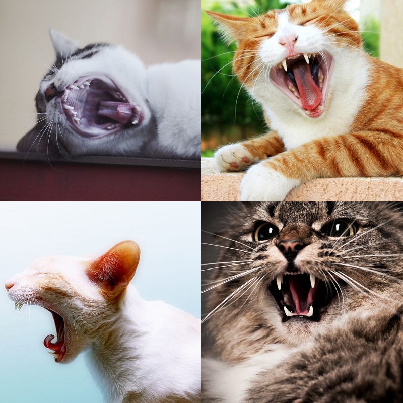 Random image of animals yawning