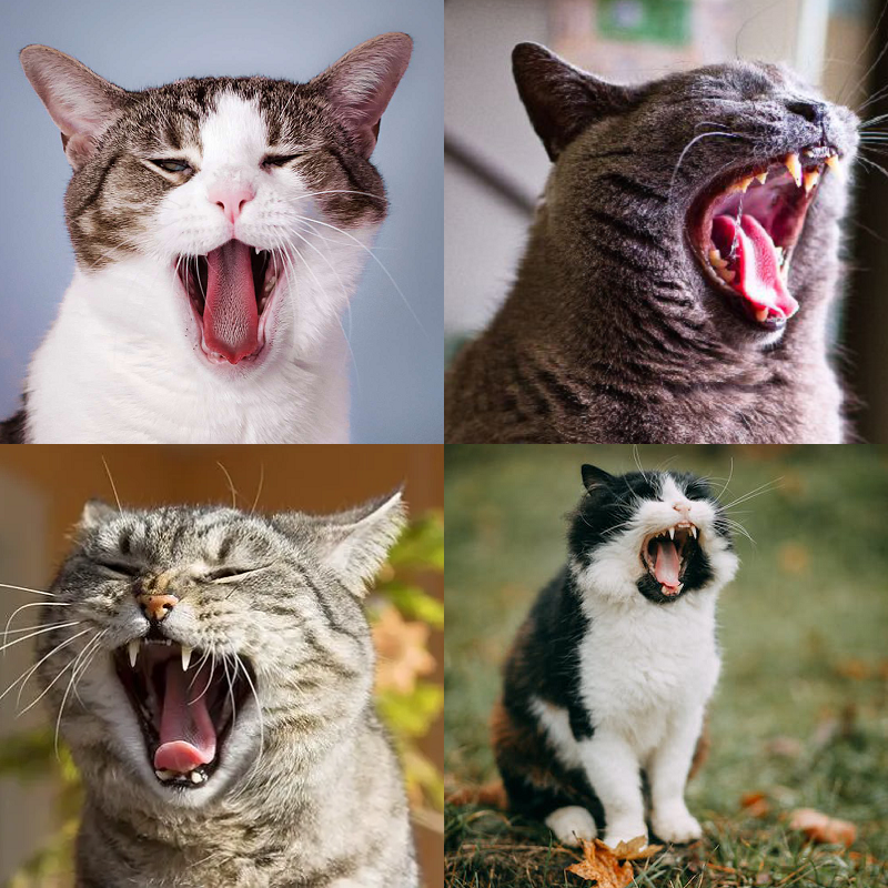 Random image of animals yawning
