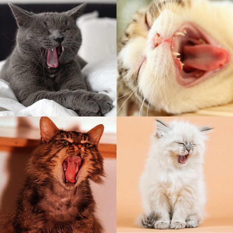 Random image of animals yawning