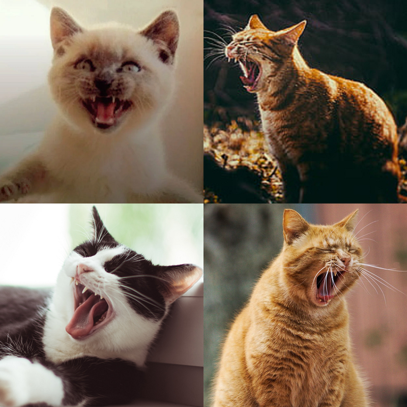 Random image of animals yawning