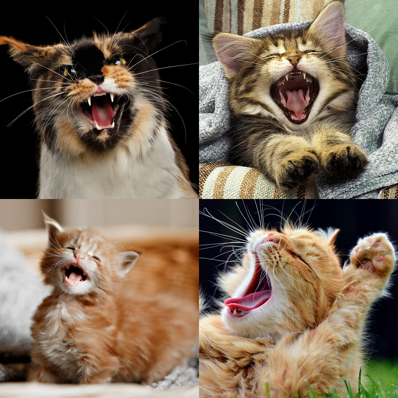 Random image of animals yawning